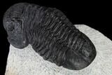 Bargain, Gerastos Trilobite Fossil - Morocco #117794-2